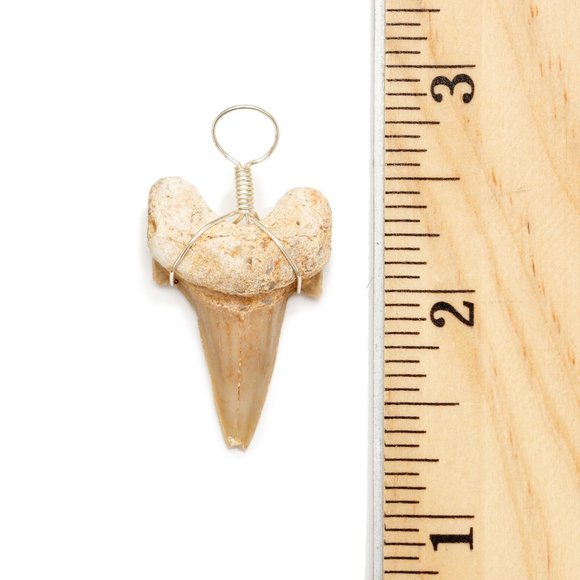 Genuine Fossilized Madagascar Shark Tooth Necklace Fossil Pendant Wire Wrapped - Picture 3 of 8